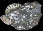 Bumpy Discoscaphites Ammonite - South Dakota #38969-2